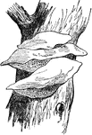 "A name given to Polyporus igniarius and P. fomentarius, fungi of the tribe or division Hymenomycetes, and formerly included in the genus Boletus. They grow upon old trees in Britain, and on the continent of Europe. the pileus is completely blended with the hymenium, which is pierced with thin-sided, rather angular, tubular, vertical passages." &mdash; Chambers' Encyclopedia, 1875
