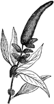 "A genus of plants of the natural order Amaranthaceae. This order contains nearly 300 known species, natives of tropical and temperate countries, but chiefly abounding within the tropics. They are herbs or shrubs, with simple exstipulate leaves, and flowers in heads or spikes." &mdash; Chambers' Encyclopedia, 1875