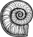 "Ammonites obtusus." &mdash; Chambers' Encyclopedia, 1875