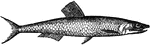 "A small fish, about a span long, much esteemed for its rich and peculiar flavor. It is not much longer than the middle finger, thicker in proportion than the herring, to which it has a general resemblance; the head is sharp-pointed, and the under jaw much shorter than the upper; the scales large, silvery, and easily removed, the tail deeply forked." &mdash; Chambers' Encyclopedia, 1875
