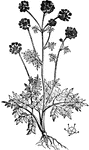 "A genus of plants of the natural order Umbelliferae, by some botanists divided into two: A., and Archangelica. The species are mostly herbaceous and perennial, natives of the temperate and colder regions of the northern hemisphere. They have bipinnate or tripinnate leaves." &mdash; Chambers' Encyclopedia, 1875