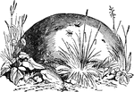 "Yellow Ants (F. Flava) and Nest." &mdash; Chambers' Encyclopedia, 1875