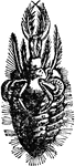 "Ant-lion larva." &mdash; Chambers' Encyclopedia, 1875