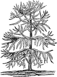 "Araucaria imbricata: Sketched in the Botanic Gardens, Edinburgh." &mdash; Chambers' Encyclopedia, 1875