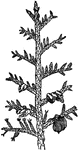 "A genus of plants of the natural order Coniferae, allied to the cypress, and consisting of evergreen trees and shrubs with compressed or flattened branchlets-small, scale-like, imbricated leaves-and monaecious flowers, which have 4-celled anthers, and the scales of the strobiles with two upright ovules." &mdash; Chambers' Encyclopedia, 1875