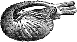 "A genus of cephalapodous mollusca, pretty generally known by the name of Paper Nautilus, and in consequence of similarity in the form of the shell, often confounded with the genus Nautilus, but in fact much more nearly allied to the Poulpe (Octopus)." &mdash; Chambers' Encyclopedia, 1875