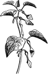 "A genus of plants of the natural order Aristolochiaceae. This order, which is dicotyledonous or exogenous, consists of herbaceous plants or shrubs, orten climbing shrubs, and contains upwards of 130 known species, chiefly natives of warm climates, and particularly abundant in the tropical regions of South America." &mdash; Chambers' Encyclopedia, 1875