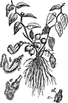 "A genus of plants of the natural order Aristolochiaceae. This order, which is dicotyledonous or exogenous, consists of herbaceous plants or shrubs, orten climbing shrubs, and contains upwards of 130 known species, chiefly natives of warm climates, and particularly abundant in the tropical regions of South America." &mdash; Chambers' Encyclopedia, 1875