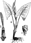 "Arum maculatum. a, leaves and root; b, spathe, with base of spadix exposed; c, fruit." &mdash; Chambers' Encyclopedia, 1875