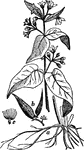 "Vincetoxicum officinale. a, root; b, fruit; c, a single seed." &mdash; Chambers' Encyclopedia, 1875