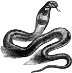 "A venomous serpent, the name of which has come down from ancient times; the vague descriptions of ancient authors, however, causing uncertainty as to the species. It is very generally supposed to be the Naja Haje, the El Haje or Haje Nasher of the Arabs, which is very common in Egypt and Cyprus, and often appears in hieroglyphic and other sculptures as one of the sacred animals of ancient Egypt." &mdash; Chambers' Encyclopedia, 1875