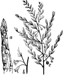 "Asparagus. a, a young shoot; b, flowers; c, the upper end of a stem, showing branches, leaves, and fruit (all reduced.)" &mdash; Chambers' Encyclopedia, 1875