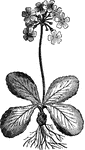 "A plant of the same genus with the Primrose, much cultivated in flower-gardens. The Auricula has long been a florist's flower. It was highly esteemed by the Romans, and has, at least since the beginning of the 18th century, received particular attention from the florists of England and Holland." &mdash; Chambers' Encyclopedia, 1875