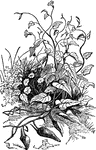 "A perennial plant with long creeping stems, heart-shaped leaves on long stalks, and variously lobed, large purple flowers much resembling those of the best known species of Convolvulus, and very large oblong acuminated tubers." &mdash; Chambers' Encyclopedia, 1875