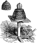 "Simple form of the Bee-hive, With cap removed to show glass top." &mdash; Chambers' Encyclopedia, 1875