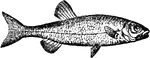 "A fish of the family Cyprinidae, of the same genus with the roach, dace, bleak and minnow. The color is bluish-black on the upper parts, passing in to silvey white on the belly; the cheeks and gill-covers rich golden yellow. The chub rarely attains a weight exceeding 5 lbs. It is plentiful in many of the rivers of England, and occurs in some of those of the south-west of Scotland." &mdash; Chambers' Encyclopedia, 1875