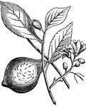 "A tree cultivated in the south of Europe, and other warm, temperate, or sub-tropical countries for its fruit; a native of the forests of the north of India. By many botanists, it is regarded as a more variety (or perhaps the original type) of the species which produces also the lemon, sweet lemon, lime, and sweet lime; by others, these, or some of them, are regarded as distinct species." &mdash; Chambers' Encyclopedia, 1875