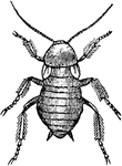 "A genus of Orthopterous insects, having an oval or orbicular flattened body, the head hidden beneath the large plate of the prothorax, long thread-like antennae, and wings folded only longitudinally. The elytra are parchment-like, and the wings are sometimes very imperfectly developed, particularly in the females, as in the case of the common cockroach." &mdash; Chambers' Encyclopedia, 1875