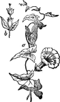 "Convolvulus: a, part of stem with leaves and flower; b, a flower-stalk and flower, the corolla and stamens removed." &mdash; Chambers' Encyclopedia, 1875