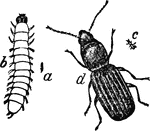 "Corn Beetle: a, larva, natural size; b, larva, magnified; c, perfect insect, natural dize; d, perfect insect, magnified." &mdash; Chambers' Encyclopedia, 1875