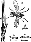 "Corn Fly (Chlorops taeniopus): a, a portion of a culm or stem of wheat with swollen joint, caused by larva of corn fly; b, larva; c, pupa; d, fly, natural size; c, fly, magnified." &mdash; Chambers' Encyclopedia, 1875