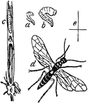 "Corn Sawfly: a, maggot, natural size; b, maggot, magnified; c, the maggot in its ear in the stem of the corn; d, female insect, magnified; e, female insect, natural size." &mdash; Chambers' Encyclopedia, 1875