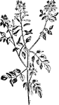 "Water Cress (Nasturtium officinale)." &mdash; Chambers' Encyclopedia, 1875