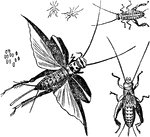 "House Cricket (Gryllus domesticus): a, eggs; b, young just hatched; c, full-grown larva; d, pupa; e, perfect insect." &mdash; Chambers' Encyclopedia, 1875