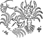 "Transformations of the Crab: 1, young crab, or zoea, magnified; 2, young crab, in a more advanced stage, magnified; 3, young crab, in a more advanced stage, natural size; 4, young crab, when it has assumed its more perfect form, magnified; 5, young crab, when it has assumed its more perfect form, natural size." &mdash; Chambers' Encyclopedia, 1875