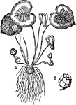 "Cyclamen: a, the whole plant; b, the fruit." &mdash; Chambers' Encyclopedia, 1875
