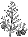 "Branch and Fruit of the Cypress (Cupressus sempervirens)." &mdash; Chambers' Encyclopedia, 1875