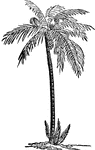 "A genus of palms, the most important species of which is the common Date Palm, the Palm Tree of Scripture, a native of the northern half of Aftica, the south-west of Asia, and some parts of India, and which has also been brought into cultivation in the south of Europe, and might certainly be intruduced with advantage into the south of the United States, and many warm parts of America and Australia." &mdash; Chambers' Encyclopedia, 1875