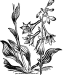 277 illustrations of flowers and shrubs including: daffodil, dahlia, daisy, dandelion, darlingtonia, datura, dayflower, devil's claw, dewberry, dill, dittany, dodder, dogbane, dogwood, doveweed, dutchman's pipe, elder, erianthus, and eyebright