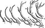 "The annexed cut represents the horns of the stag at different ages. During the first year, there is only a light protuberance; the second year is marked by the brow antler (1); the third year, by the bad antler (2); the fourth, by the tray antler (3); the fifth, by the crockets (4); the sixth, by the beam antler (5), the various parts of which are termed (A) crockets, (B) tray, (C) bay, (D) brow, (E) pearls, (F) the beam of the antler; seventh year (6)." &mdash; Chambers' Encyclopedia, 1875