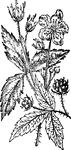 "A plant of the same genus with the Bramble, and very nearly allied to it, but having weaker and more prostrate roundish stems, which take root at the end, their prickles unequal and passing insensibly into hairs, the fruit consisting only of a few (1&mdash;5) grains, which, however, are much larger than those of the brambleberry." &mdash; Chambers' Encyclopedia, 1875