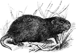 A mole&mdash;rat having the eyes open, though very small, ears naked and very short, thumb rudimentary, tail short and hartially haired, and general fom robust.