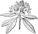 A flowering great laurel plant.