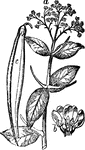 "Dogbane. a, end of branch, with leaves and flowers; b, a flower cut open; c, fruit." &mdash; Chambers' Encyclopedia, 1875