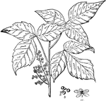 145 illustrations of flowers and shrubs including: icicle plant, indigo, ipecac, iris, isoetes, ivy, jack in the pulpit, jasmine, jewelweed, jimson weed, and kava