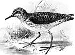 A water wading bird mostly found in Europe. Has a dark green back and grey head.
