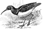 A small and stocky wading bird. Usually mottled brown on the top and grey on the bottom.