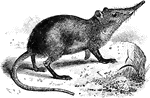 A small rodent with a pointy nose.
