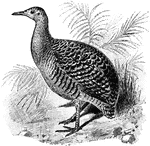 A large bird with varigated plumage, short soft tail feathers, well developed hind toe and long bill.