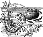 "A, Dytiscus Marginalis, or great Water-beetle; B, larva." &mdash; Chambers' Encyclopedia, 1875