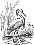 "A name often given to various species of Heron, particularly those which, at least during the breeding season, have the feathers on the lower part of the back lengthened and their barbs loose, so that this part of the plumage is very soft and flowing." &mdash; Chambers' Encyclopedia, 1875
