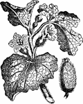 "Wild Cucumber (Ecbalium agreste)." &mdash; Chambers' Encyclopedia, 1875