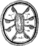 "Transverse section of an Alcyonarian zooid. mm, Mesenteries; mb, muscle banners; sc, sulcus; st, stomodaeum." &mdash; The Encyclopedia Britannica, 1910
