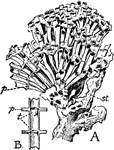 "A. Skeleton of a young colony of Eubipora purpurea. st, Stolon; p, platform. B. Diagrammatic longitudinal section of a corallite, showing two platforms, p, and simple and cup-shaped tabulae, t." &mdash; The Encyclopedia Britannica, 1910