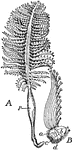 "A. Colony of Pennatula phosphorea from the metarachidial aspect. p, The peduncle. B, Section of the rachis bearing a single pinna. a, Axis; b, metarachidial; c, prorachidial; d, pararachidial stem canals." &mdash; The Encyclopedia Britannica, 1910