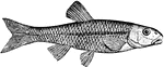 A cyprinoid fish, the hornyhead or jerker. Widely distributed and abundant in the United States, attaining a length of from 6 to 9 inches.